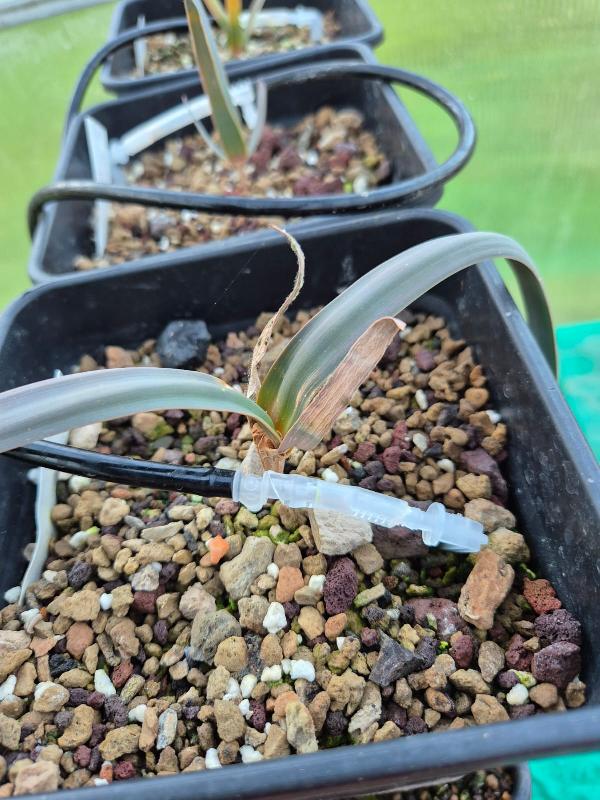 Welwitschia_mirabilis1.jpg